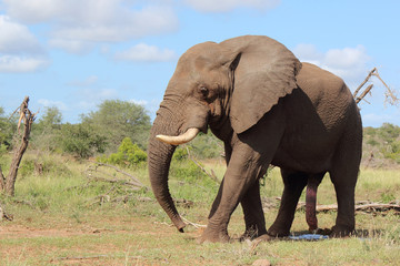 Obraz premium Słoń afrykański / Słoń afrykański / Loxodonta africana