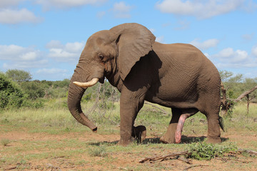 Afrikanischer Elefant / African elephant / Loxodonta africana