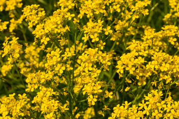 background of yellow small flowers growing in the field