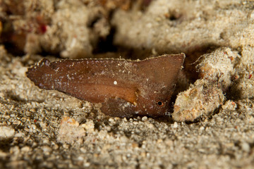 Spiny Waspfish (Indian Ocean Waspish) - Ablabys macracanthus