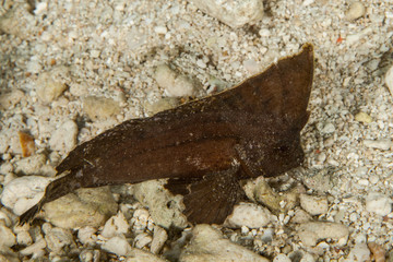 Spiny Waspfish (Indian Ocean Waspish) - Ablabys macracanthus