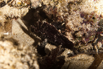Leaf Scorpionfish (Scorpion Leaffish, Paperfish) - Taenianotus triacanthus