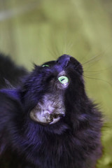 Black cat looks up attentively, Halloween holiday