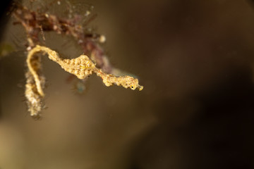 Lembeh Sea Dragon, thread pipefish, Kyonemichthys rumengani, is a species of pipefish native to the Pacific Ocean around Indonesia