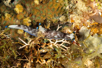 Lined Nembrotha, Nembrotha lineolata is a species of nudibranch, a sea slug, a marine gastropod mollusk in the family Polyceridae