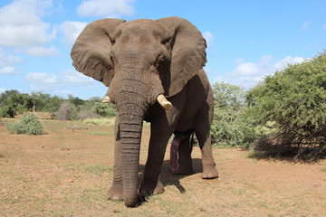 Fototapeta premium Afrikanischer Elefant / African elephant / Loxodonta africana