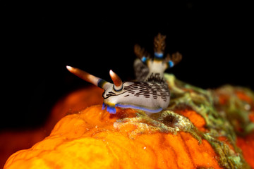 Lined Nembrotha, Nembrotha lineolata is a species of nudibranch, a sea slug, a marine gastropod mollusk in the family Polyceridae