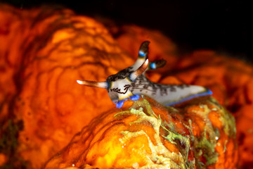 Lined Nembrotha, Nembrotha lineolata is a species of nudibranch, a sea slug, a marine gastropod mollusk in the family Polyceridae