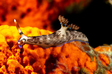 Lined Nembrotha, Nembrotha lineolata is a species of nudibranch, a sea slug, a marine gastropod mollusk in the family Polyceridae