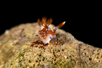 Lined Nembrotha, Nembrotha lineolata is a species of nudibranch, a sea slug, a marine gastropod mollusk in the family Polyceridae