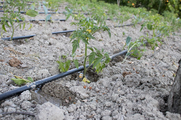 Close Up Drip Irrigation System. Water-saving drip irrigation system used in a tomato field.