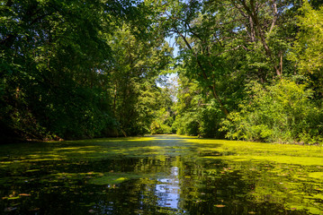 lake in the forest