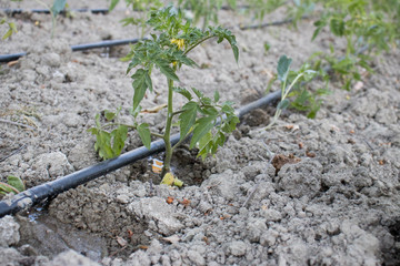 Close Up Drip Irrigation System. Water-saving drip irrigation system used in a tomato field.