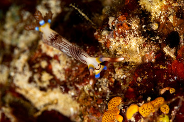 Fototapeta premium Lined Nembrotha, Nembrotha lineolata is a species of nudibranch, a sea slug, a marine gastropod mollusk in the family Polyceridae