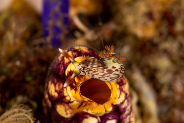 Lined Nembrotha, Nembrotha lineolata is a species of nudibranch, a sea slug, a marine gastropod mollusk in the family Polyceridae