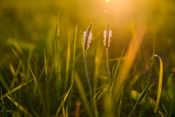 field of wheat