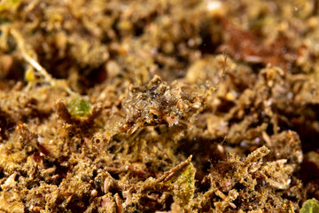 Little dragonfish or short dragonfish, Eurypegasus draconis, is a species of marine fish in the family Pegasidae