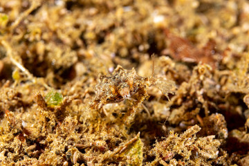 Little dragonfish or short dragonfish, Eurypegasus draconis, is a species of marine fish in the family Pegasidae