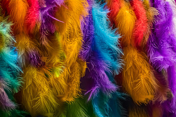 Colorful feather background that is used to decorate the native people.