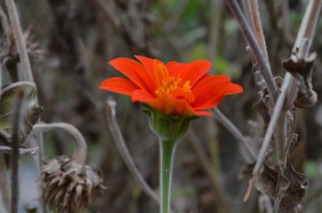Flower in Garden