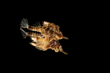 Little dragonfish or short dragonfish on a mirror, Eurypegasus draconis, is a species of marine fish in the family Pegasidae