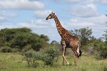 Giraffe / Giraffe / Giraffa Camelopardalis