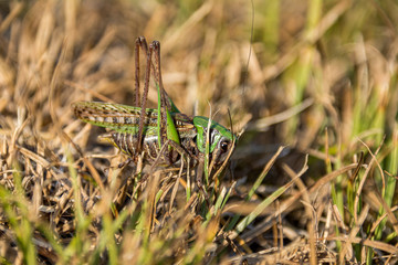 Heuschrecke Warzenbeisser Gras