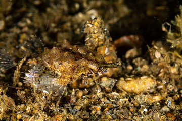 Little dragonfish or short dragonfish, Eurypegasus draconis, is a species of marine fish in the family Pegasidae
