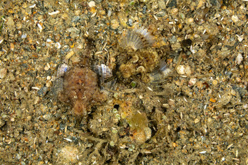 Little dragonfish or short dragonfish, Eurypegasus draconis, is a species of marine fish in the family Pegasidae