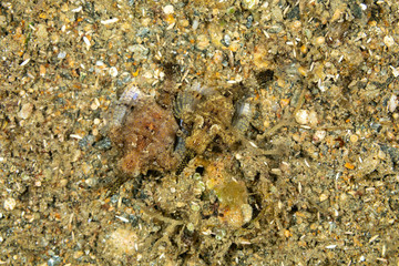 Little dragonfish or short dragonfish, Eurypegasus draconis, is a species of marine fish in the family Pegasidae
