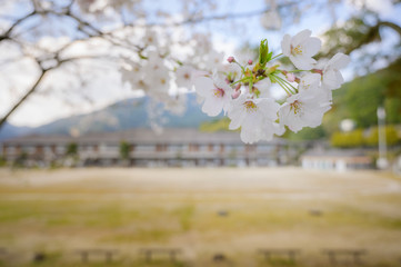 桜と学校