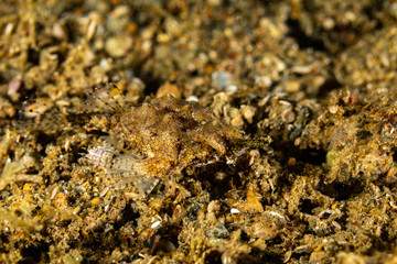 Little dragonfish or short dragonfish, Eurypegasus draconis, is a species of marine fish in the family Pegasidae