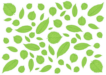 Leaves Green pattern on white background illustration