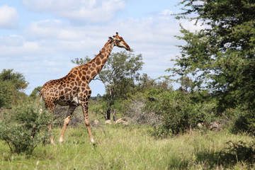 Giraffe / Giraffe / Giraffa Camelopardalis