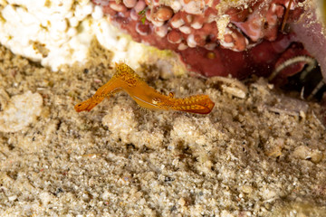 Long nose shrimp, Donald Duck Shrimp, Body length about 20 mm, Leander plumosus