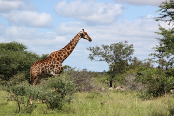 Giraffe / Giraffe / Giraffa Camelopardalis