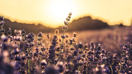 Zelfklevend Fotobehang Sunset over lavender field © Anna
