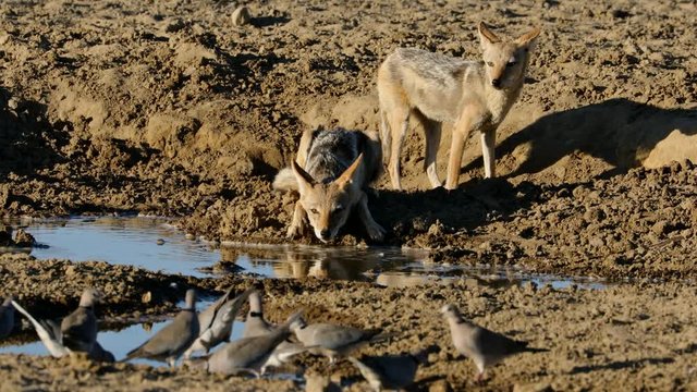 Black-backed jackals (Canis mesomelas) drinking water while watching Cape turtle doves, Kalahari desert, South Africa