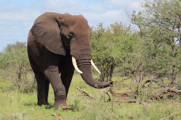 Fototapeta premium Afrikanischer Elefant / African elephant / Loxodonta africana