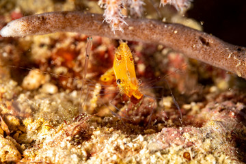 Long nose shrimp, Donald Duck Shrimp, Body length about 20 mm, Leander plumosus