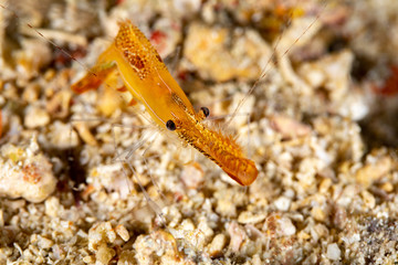 Long nose shrimp, Donald Duck Shrimp, Body length about 20 mm, Leander plumosus