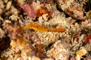Fototapeta na wymiar Long nose shrimp, Donald Duck Shrimp, Body length about 20 mm, Leander plumosus