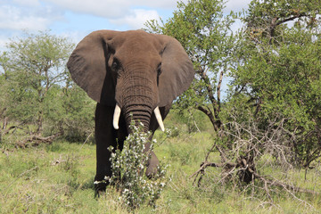 Afrikanischer Elefant / African elephant / Loxodonta africana
