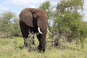 Afrikanischer Elefant / African elephant / Loxodonta africana