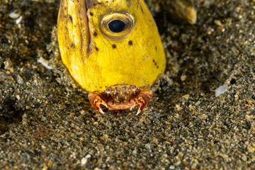 Longfin snake eel, Pisodonophis cancrivorus, is an eel in the family Ophichthidae worm/snake eels and a Harlequin Swimming Crab, Lissocarcinus laevis