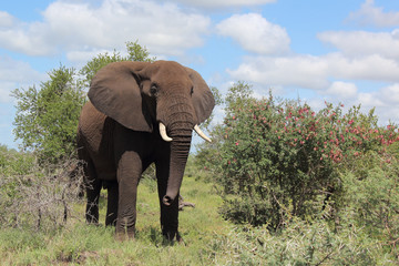 Fototapeta premium Afrikanischer Elefant / African elephant / Loxodonta africana