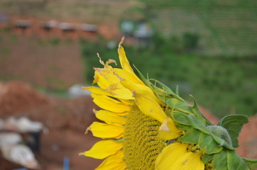 Cute Yellow Sunflower in Garden