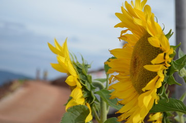 Cute Yellow Sunflower in Garden