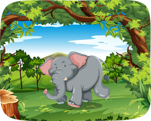Elephant in nature scene
