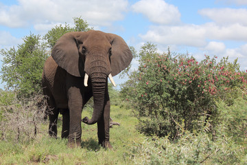 Afrikanischer Elefant / African elephant / Loxodonta africana